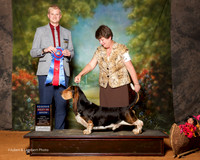 Basset Hound #7 Sat RBIS Calhoun Sharon and Steve Calhoun and Bette Williams Judge Troy Dargin