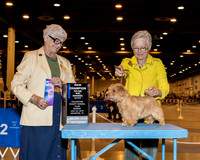 Norfolk Terrier #10 Sun WB Maj NC Stemmler Sandra  H & Barbara Miller Agent Patsy B Wade PHA Judge Mrs Murrel Purkhiser