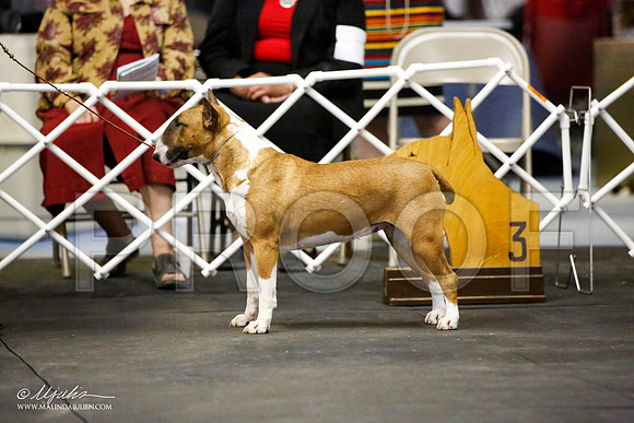 _JJ_4065-BullTerrierAzilApr2016-HR3