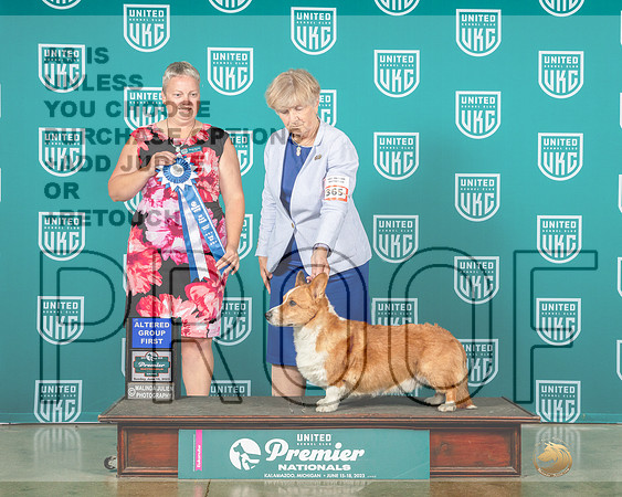 Cardigan Welsh Corgi #365 Sun AG1 Judge Renee Strong-MJP_6492e-HR3