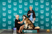 Alaskan Malamute #1301 Sat AG1 Judge Deb Allen