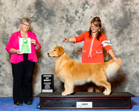 Golden Retriever #29 Wed AOM Anton Kym and Rich Joan Dunbar Agent Brianna Bischoff Judge Nancy Talbott