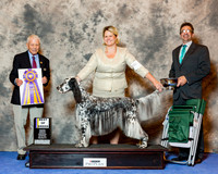English Setter #5 Wed BOB Raisor Dr Michelle Judge Robert Stein