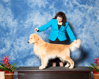 Golden Retriever #11 Sun Custom Nieman Lindsay Mia Nieman Colleen Maddox Agent Colette Livingston