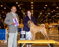 Chinese Shar-Pei #11 Wed WD Patten Phyllis Judge Dr Robert A Indeglia