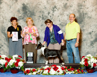 Bull Terrier #30 Thurs Best Puppy Trzeciak Jean and Jerry and Glenna Wright Judge Candy Aron