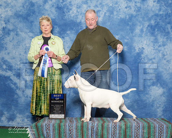 _R1_9431-BullTerrierAzlApr2016-HR3