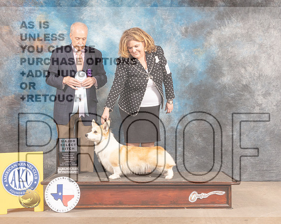 Pembroke Welsh Corgi #72 SB Judge David Guempel-MMJ_7650-FW2022-HR3