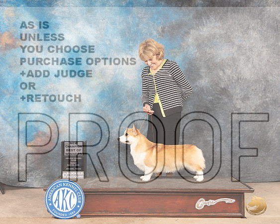 Pembroke Welsh Corgi #31 Fri BOWCh Judge Eric Liebes-MMJ_3409-Addison2022-HR3