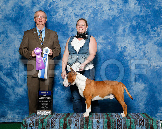 _R1_9392-BullTerrierAzleApr2016-HR3