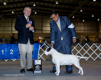 Bull Terrier White #9 Sun BOB Lara Humberto Romero American Staffordshire Terrier #29 Sun Custom Martz Brenda L Judge Terry Stacy