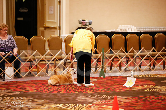 _JJ_7533-HstnCorgiFeb2015-HR3