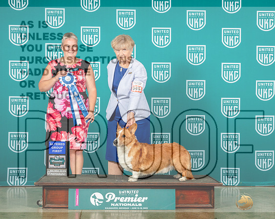 Cardigan Welsh Corgi #365 Sun AG1 Judge Renee Strong-MJP_6489e-HR3