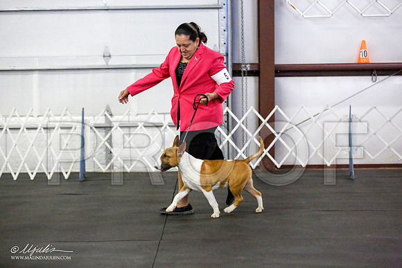 _JJ_2149-BullTerrierAzilApr2016-HR3