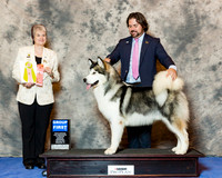 Alaskan Malamute #37 Wed G1 Carbonell Juan and Armando Martinez Judge Linda Clark