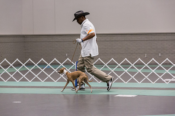 Italian Greyhound Sat Ring_JJL_0789_UKCLNGVIEWOCT2024_2024_HR3