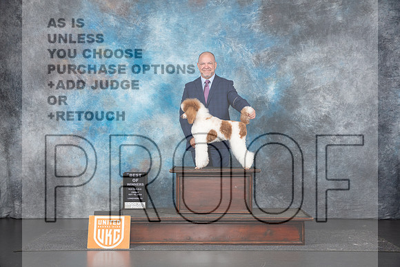 Poodle Std MC #110 Fri BOW JUdge Lila Fast__JP_1464_UKCLNGVIEWOCT2024_2024_HR3