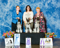 Standard Schnauzer #120 Sat Custom Shank LeAnn Shank
