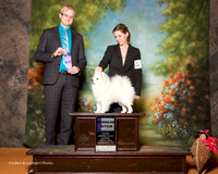 American Eskimo #16 Sun WB Dorrance Helen Judge Troy Dargin