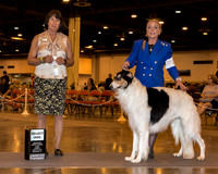 Borzoi #27 Sun SD Courtney Laurie & Steve Judge Ms Helene Nietsch