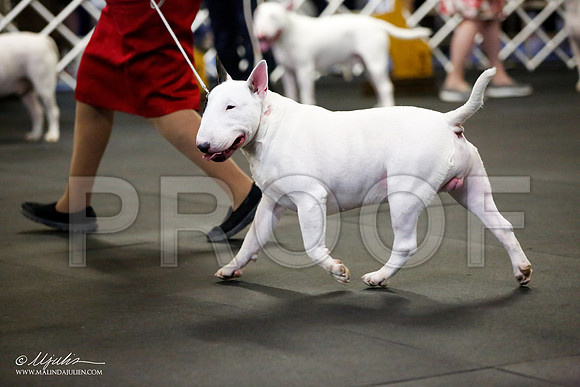 _JJ_1501-BullTerrierAzilApr2016-HR3