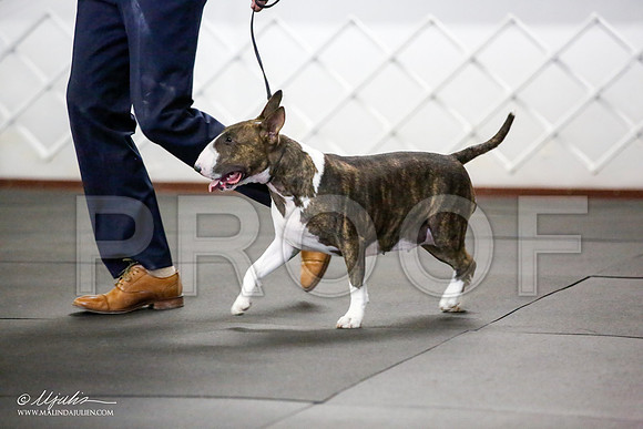 _JJ_1016-BullTerrierAzilApr2016-HR3