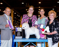 Bichon Frise #22 Wed Maj WB Jekkins Mariellen and Carol Felibaum Judge Robert Indeglia