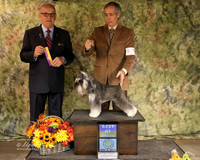 Miniature Schnauzer #9 Sat Best of Breed Medford Kay Bryan Brown and Mary Jo Larson Judge James R White San Angelo Nov 2013