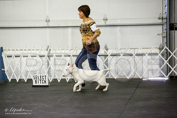_JJ_3443-BullTerrierAzilApr2016-HR3