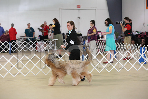 briard-3454-HR300