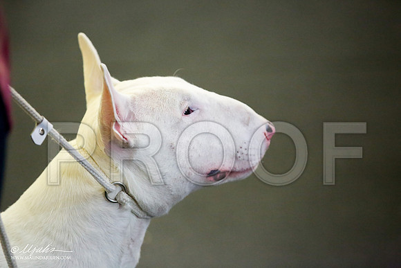 _JJ_1223-BullTerrierAzilApr2016-HR3