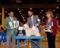 Lhasa Apso #17 Wed Maj BOW Xeralane Kennel X B Prato Takamoto Judge Joao Machado