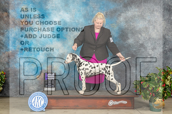 Dalmatian #18 Fri WBM Judge Grace FritzMJP_8023_SA2023_HR3