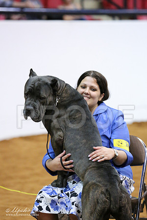 Cane-8530-IABCAFWSPT13-HR