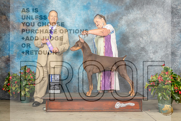 Doberman Pinscher #17 Thur BOW Judge Jay RichardsonMJP_6960_SA2023_HR3