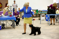 English Cocker Spaniel Sat Group Ring