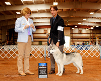 Siberian Husky #5 Sat BOW Evelan Todd Judge Grace Fritz