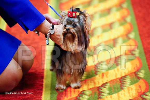 _JJ_6375-YorkieNatJul2016-HR
