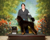 Poodle Standard Sat NC Rebecca Breining
