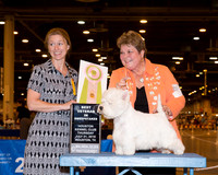 West Highland White Terrier #17 Thrs BV in Sweeps Mcguire Kay DVM Linda Wible Bebe Pinter Judge Ms Linda Limon