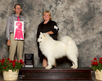 Samoyed #15 Sun Oh G1 Throneberry Anne ONeil and Cheryl and Ken Granacki Judge James Fehring RESHOOT