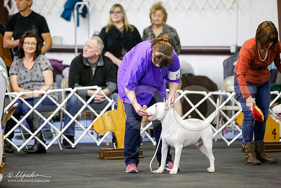 _JJ_2629-BullTerrierAzilApr2016-HR3