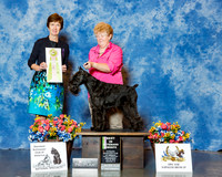 Standard Schnauzer #91 Wed BViSS Shank LeAnn& Louis Judge Ms Georgia Sabean