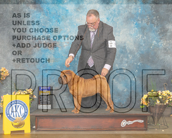 Chinese Shar Pei #8 Thur BOB Judge John Wade-MMJ_9027-NWARK2022-HR3