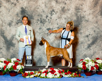 Boxer #45 Thrs BOB Dooley Crider Mary Agent Rina Starr Judge Mr David W Haddock