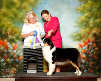 Australian Shepherd Sun NC Maggie Pryor Judge Brabie Trammel