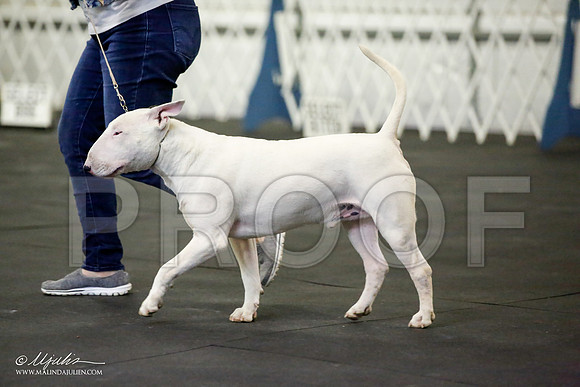 _JJ_3233-BullTerrierAzilApr2016-HR3