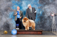Chow #5 Sun G1 Judge Rodney Merry