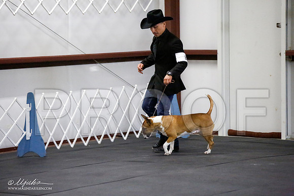 _JJ_2927-BullTerrierAzilApr2016-HR3