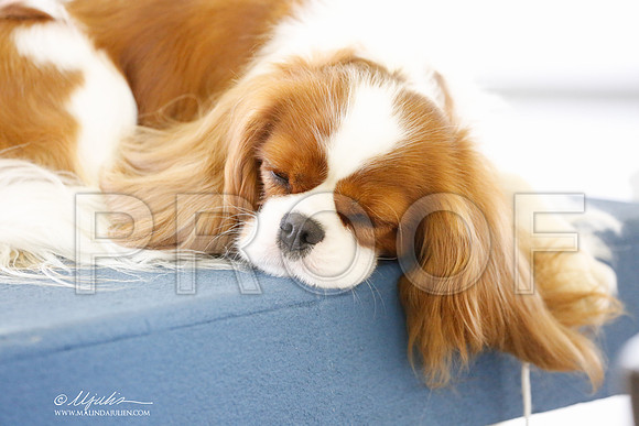 _RH_0861-DallasJul2014-HR3